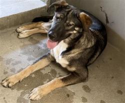 Shelter Stray Unknown Dog last seen Near BLOCK VALLEY BLVD, 333 Chandler Pl, San Bernardino, CA 92408, USA
