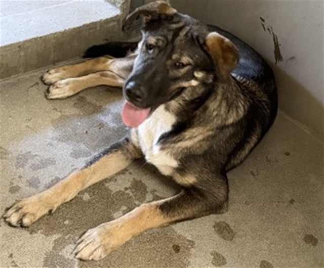 Shelter Stray Unknown Dog last seen Near BLOCK VALLEY BLVD, 333 Chandler Pl, San Bernardino, CA 92408, USA