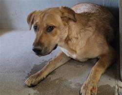 Shelter Stray Unknown Dog last seen Near BLOCK VALLEY BLVD, 333 Chandler Pl, San Bernardino, CA 92408, USA