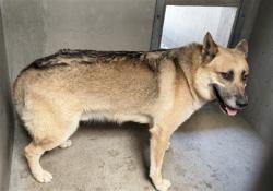Shelter Stray Unknown Dog last seen Near BLOCK VALLEY BLVD, 333 Chandler Pl, San Bernardino, CA 92408, USA