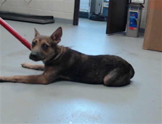 Shelter Stray Male Dog last seen Near BLOCK GERTRUDE ST, FAYETTEVILLE NC 28303, 4704 Corporation Dr, Fayetteville, NC 28306, USA