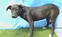 Shelter Stray Female Dog last seen , 216 W Victoria St, Gardena, CA 90248, USA