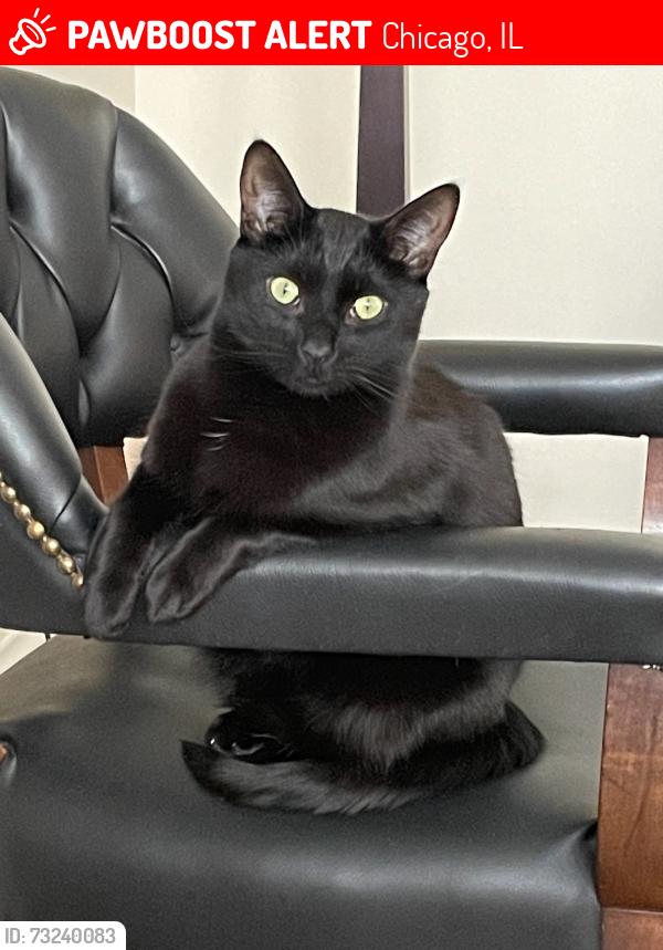 Found/Stray Male Cat last seen Gunnison and Marine, Chicago, IL 60640