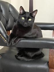 Found/Stray Male Cat last seen Gunnison and Marine, Chicago, IL 60640