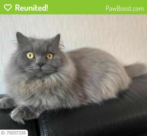 Reunited Male Cat last seen Asda Skelmersdale, Birch Green, England WN8