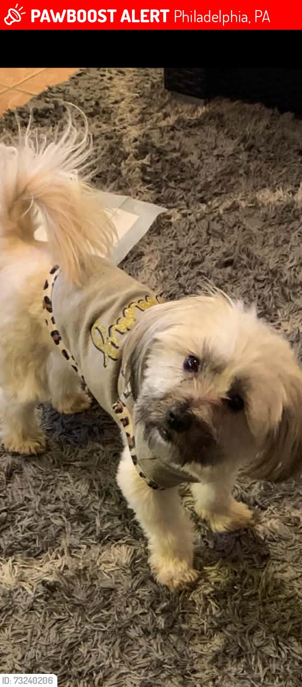 Lost Female Dog last seen 54th Street and Angora Terrace, Philadelphia, PA 19143
