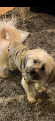 Lost Female Dog last seen 54th Street and Angora Terrace, Philadelphia, PA 19143