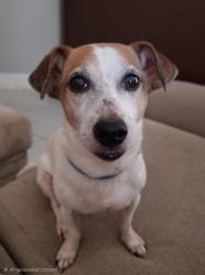 Reunited Male Dog last seen Alice drive wesley chaoel fl, Wesley Chapel, FL 33543