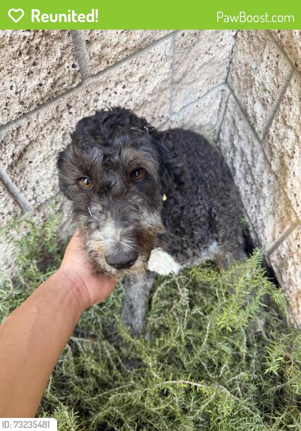 Reunited Female Dog last seen Bella strada park, Fontana, CA 92336