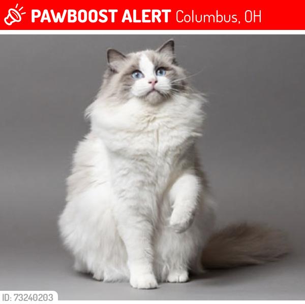 Lost Male Cat last seen Zollinger Rd between Somerford and Redding, Columbus, OH 43221