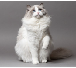 Lost Male Cat last seen Zollinger Rd between Somerford and Redding, Columbus, OH 43221