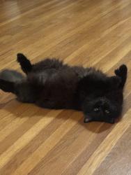 Lost Male Cat last seen Belmont, Long Beach, CA 90803