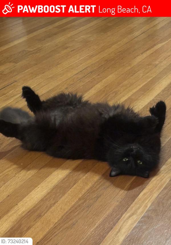 Lost Male Cat last seen Belmont, Long Beach, CA 90803