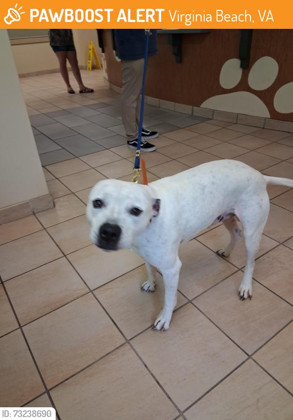 Found/Stray Male Dog last seen Southgate avenue, Virginia Beach, VA 23462