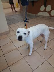 Found/Stray Male Dog last seen Southgate avenue, Virginia Beach, VA 23462