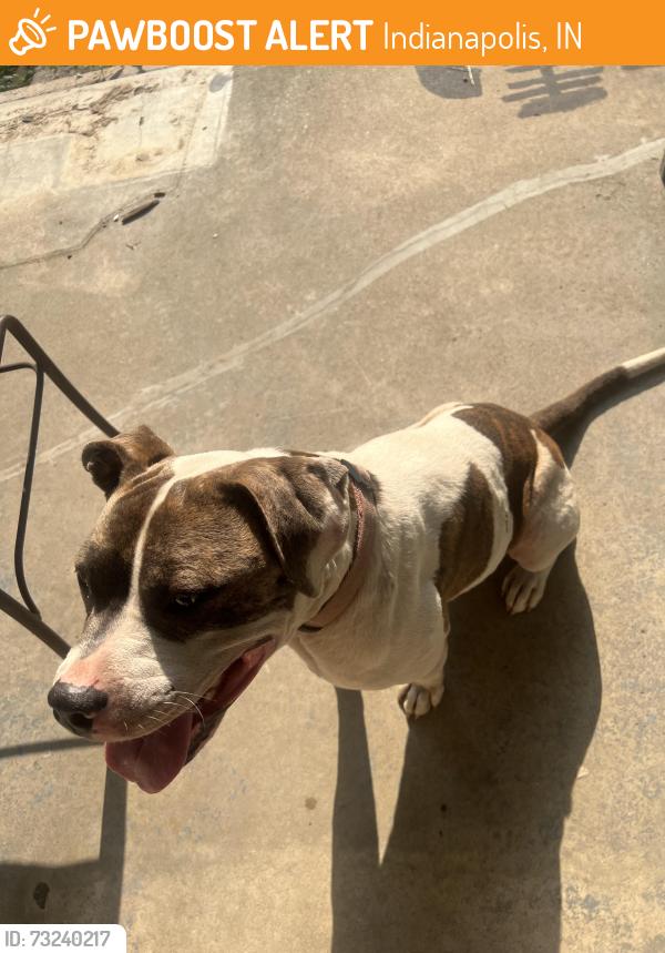 Found/Stray Female Dog last seen W Washington and Warman, Indianapolis, IN 46204