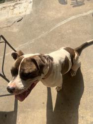 Found/Stray Female Dog last seen W Washington and Warman, Indianapolis, IN 46204
