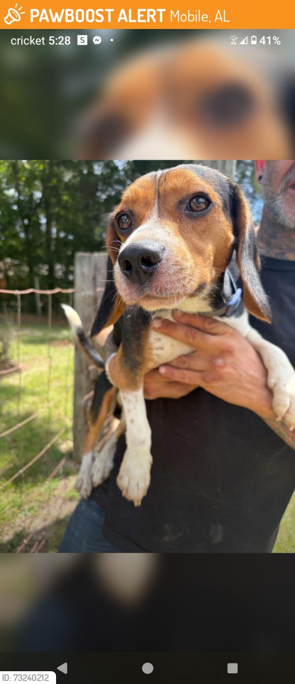 Found/Stray Male Dog last seen Ching dairy and grifface, Mobile, AL 36618