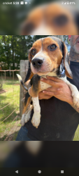 Found/Stray Male Dog last seen Ching dairy and grifface, Mobile, AL 36618