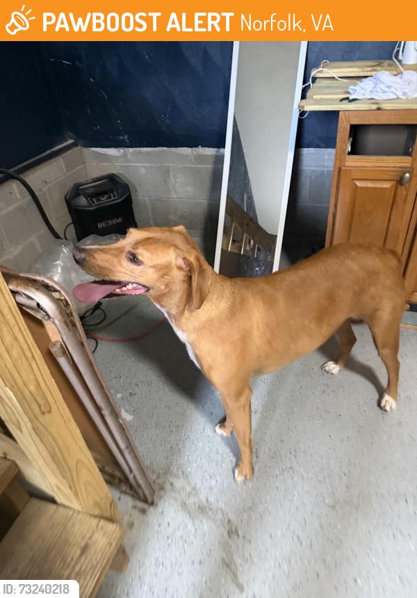 Found/Stray Male Dog last seen Chesapeake blvd and wyane creek, Norfolk, VA 23513