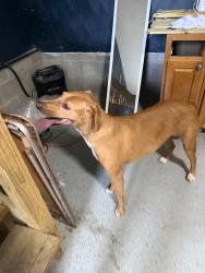 Found/Stray Male Dog last seen Chesapeake blvd and wyane creek, Norfolk, VA 23513