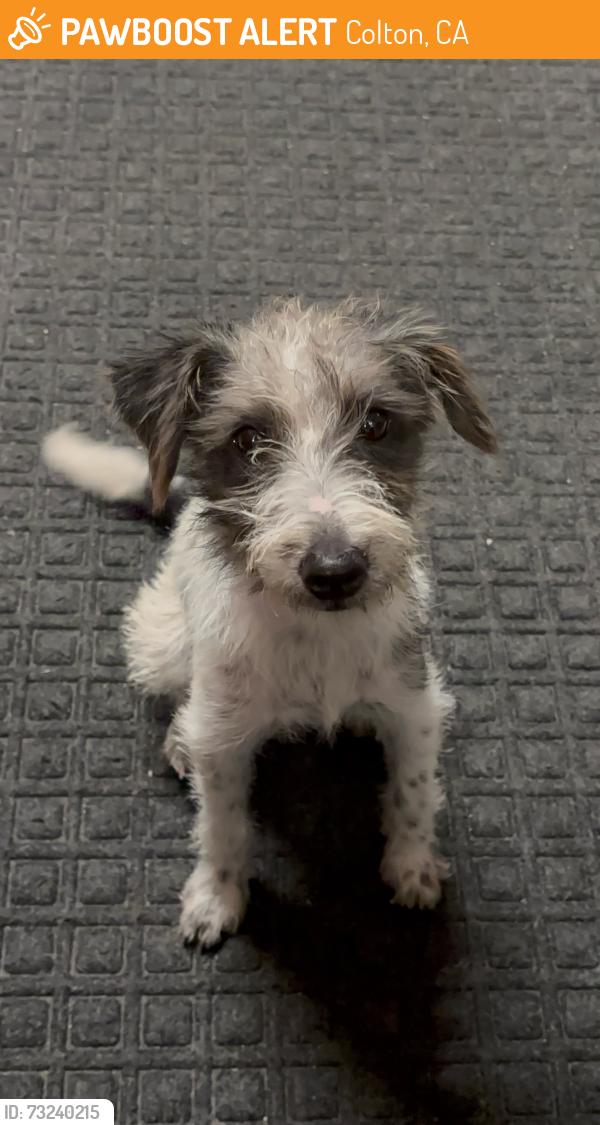 Found/Stray Female Dog last seen Rialto ave, Colton, CA 92324