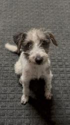 Found/Stray Female Dog last seen Rialto ave, Colton, CA 92324