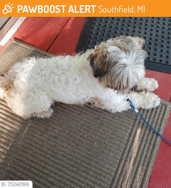 Found/Stray Male Dog last seen Lahser, Southfield, MI 48075