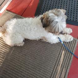 Found/Stray Male Dog last seen Lahser, Southfield, MI 48075