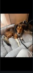 Lost Male Dog last seen Aspenwood and Nantucket, Richardson, TX 75080