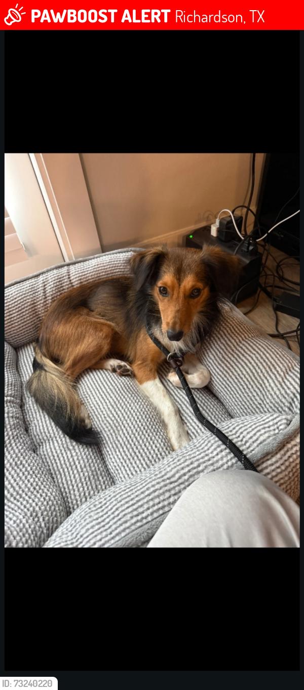 Lost Male Dog last seen Aspenwood and Nantucket, Richardson, TX 75080