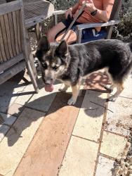Reunited Female Dog last seen Robin lane and Virginia lane, Concord, CA 94520