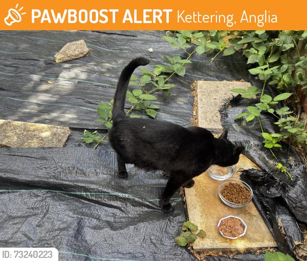 Found/Stray Unknown Cat last seen Ivy Road, Kettering, Anglia 