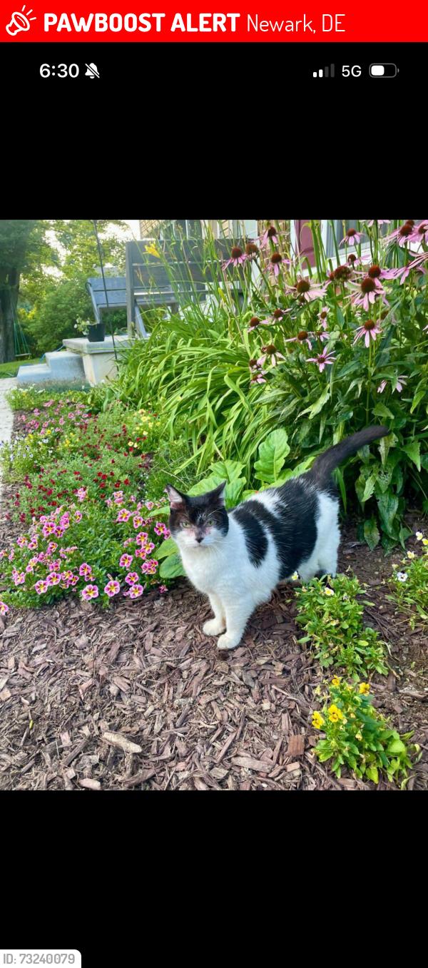 Lost Female Cat last seen Fairfield development on New London rd, Newark, DE 19711