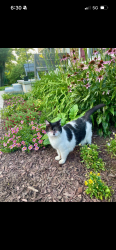 Lost Female Cat last seen Fairfield development on New London rd, Newark, DE 19711