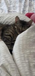 Lost Female Cat last seen Combs and Gantzel, San Tan Valley, AZ 85140