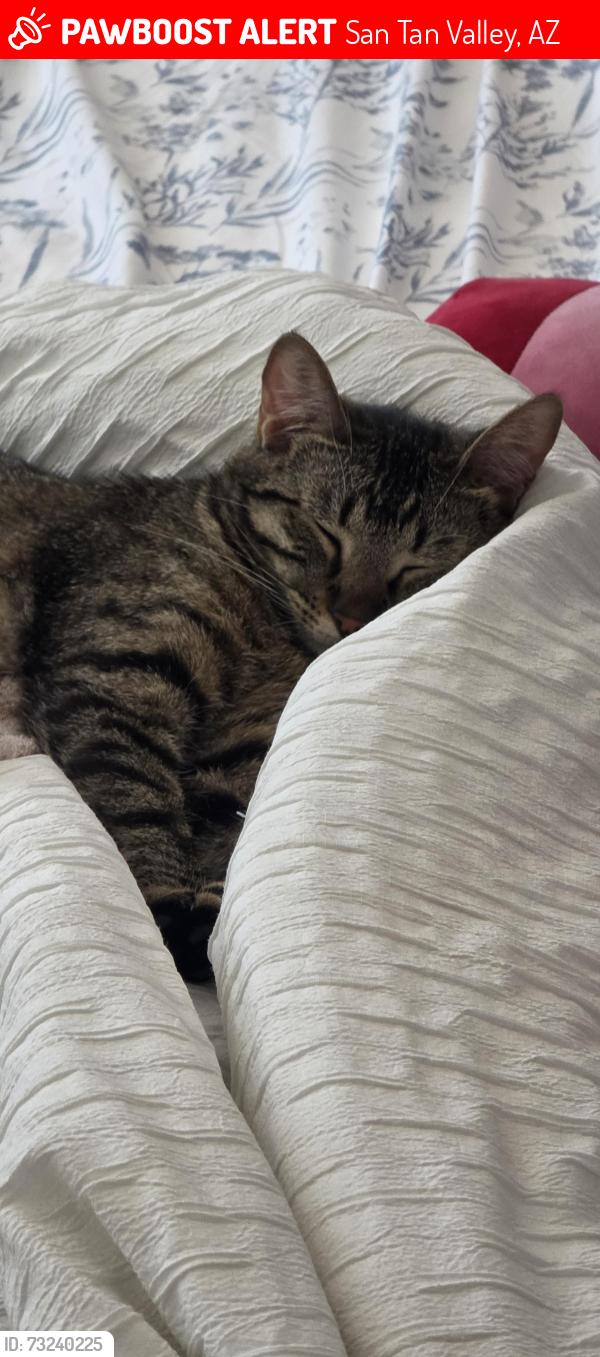 Lost Female Cat last seen Combs and Gantzel, San Tan Valley, AZ 85140