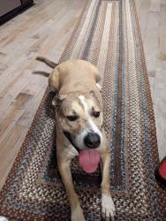 Reunited Male Dog last seen Lost on Brushy Hill road near Tarrywile Park, Danbury, CT 06810