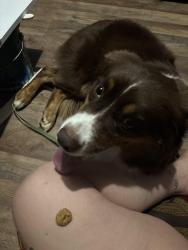Reunited Unknown Dog last seen S&W Farm Rd, Hickory, NC 28602