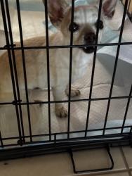 Reunited Female Dog last seen Choco Rd and yuccaloma rd, Apple Valley, CA 92395