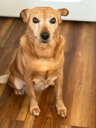 Reunited Female Dog last seen Bojangles of 2801 Guess Rd, Durham, NC 27705, Durham, NC 27705