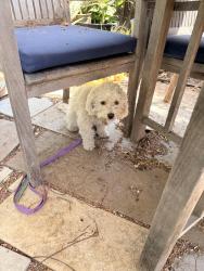 Reunited Male Dog last seen Robin lane and Virginia lane, Concord, CA 94520