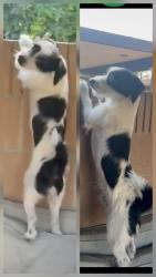 Reunited Male Dog last seen Baseline Rd. and Citrus Ave., Azusa, CA 91702