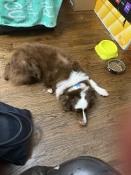 Found/Stray Female Dog last seen Performance rd and Moores Chapel, Charlotte, NC 28214