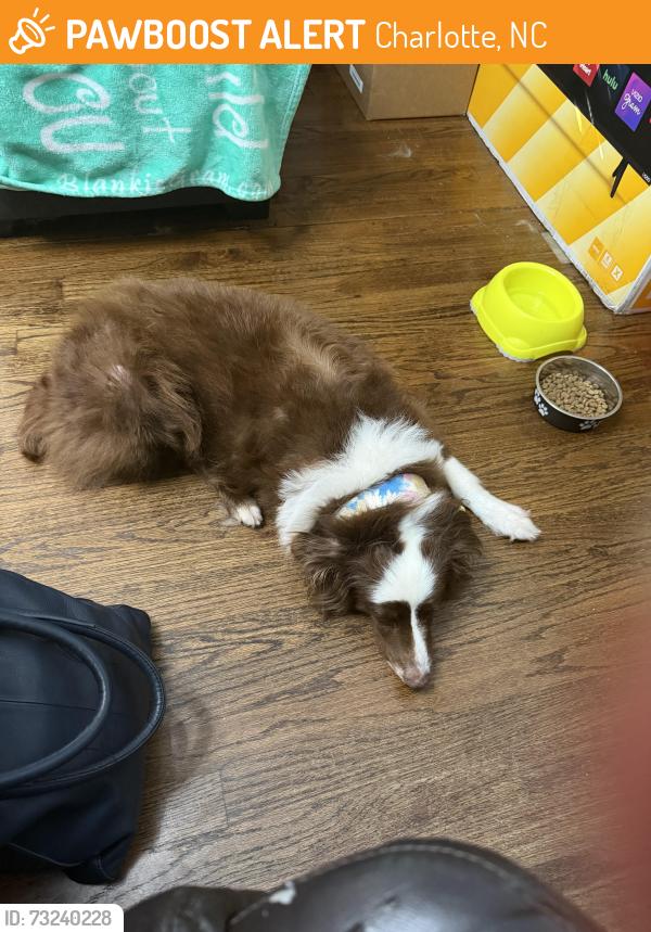 Found/Stray Female Dog last seen Performance rd and Moores Chapel, Charlotte, NC 28214