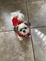Reunited Female Dog last seen near morse park, Elk Grove, CA 95757