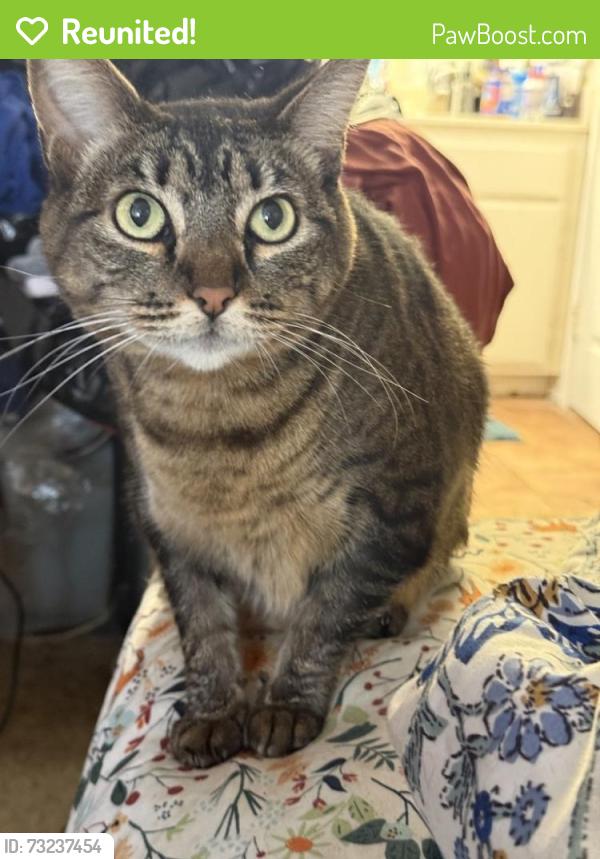 Reunited Female Cat last seen Baycrest Court, Harbor Village, Los Angeles, CA 90710