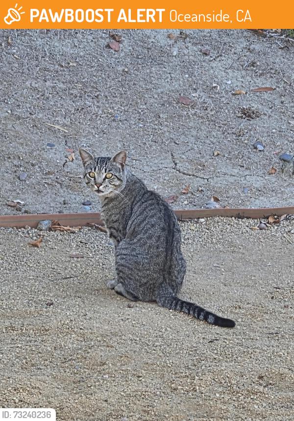Found/Stray Male Cat last seen Cul de sac at end of Cottingham Ct, Oceanside, CA 92054