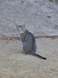 Found/Stray Male Cat last seen Cul de sac at end of Cottingham Ct, Oceanside, CA 92054