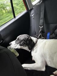 Lost Female Dog last seen S. Mill St., Nyack, NY 10960